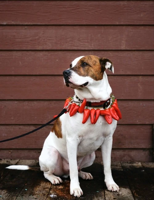 Image from Jameson Animal Rescue Ranch on DogTrekker