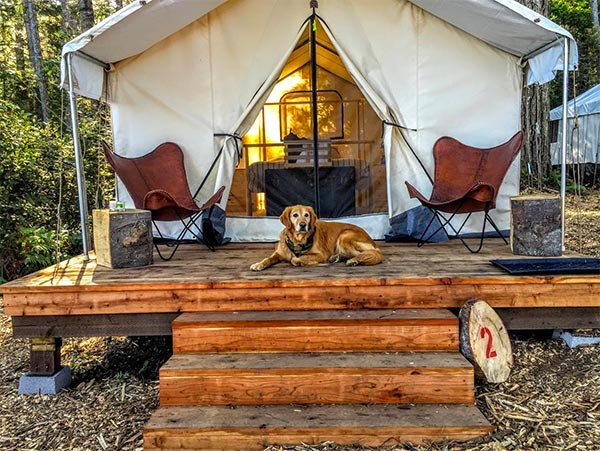 Dog by glamping tent in Mendocino County