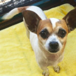 Cute senior dog on a yellow background from Muttville 