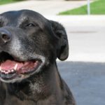 Handsome black senior dog