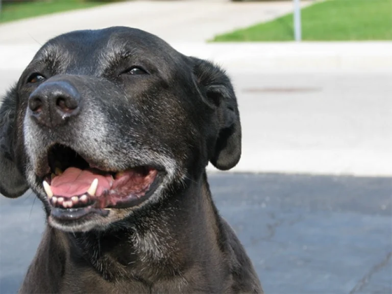 Image from Benefits of adopting an adult or senior dog on DogTrekker