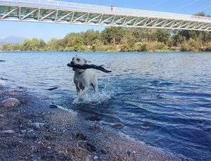 Dog holding a big stick in the water
