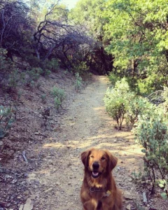 Image from Paws to the Redding paths on DogTrekker