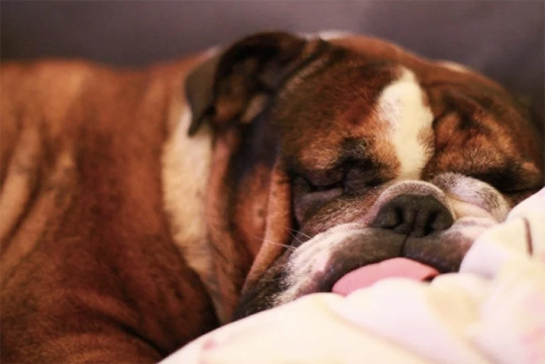 Image from Canine snoring on DogTrekker