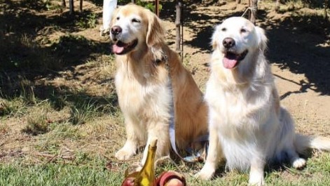 Yellow dogs in winery