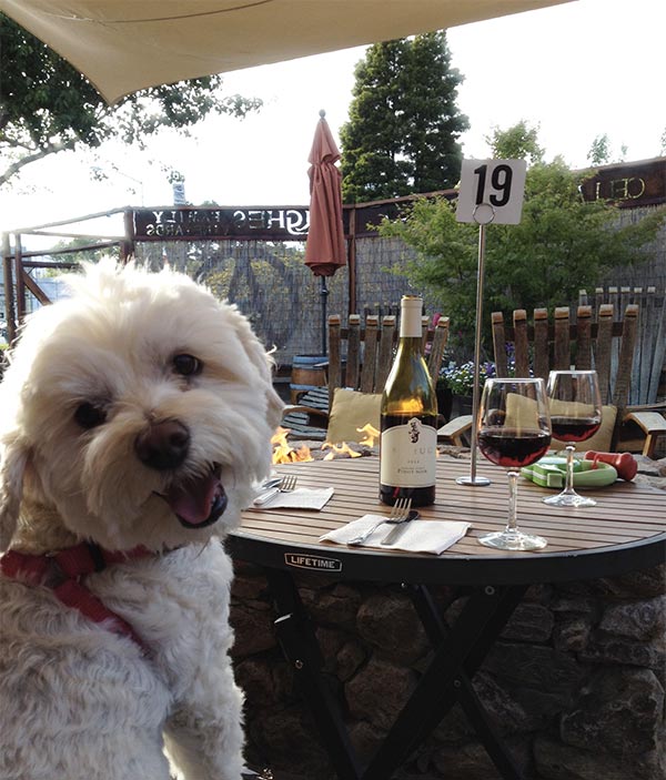 Dog a Sonoma county winery