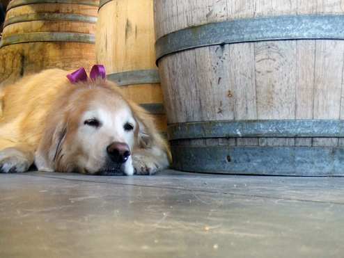 Dog by wine barrel in Santa Cruz wine country