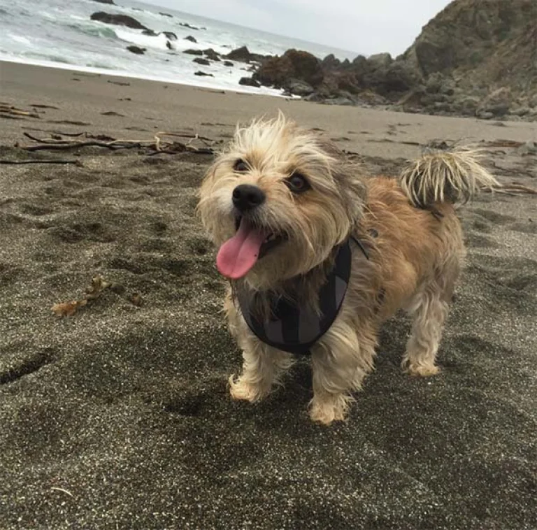 Image from Hideaways by the sea on DogTrekker