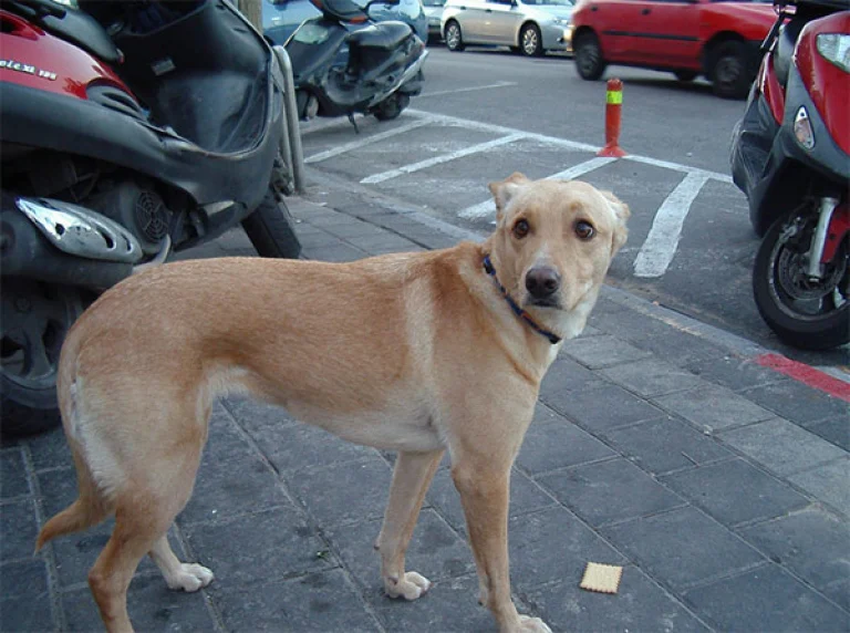 Image from Microchipping your dog on DogTrekker