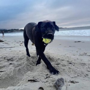 dog on leash-free Sand and Sea beach