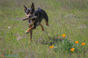 Dog running on BLM land