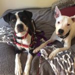 Black and white dog and black pitbull