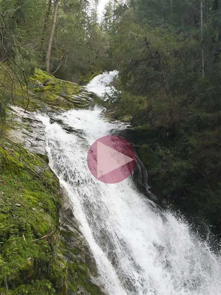 Image from Whiskeytown calls on DogTrekker