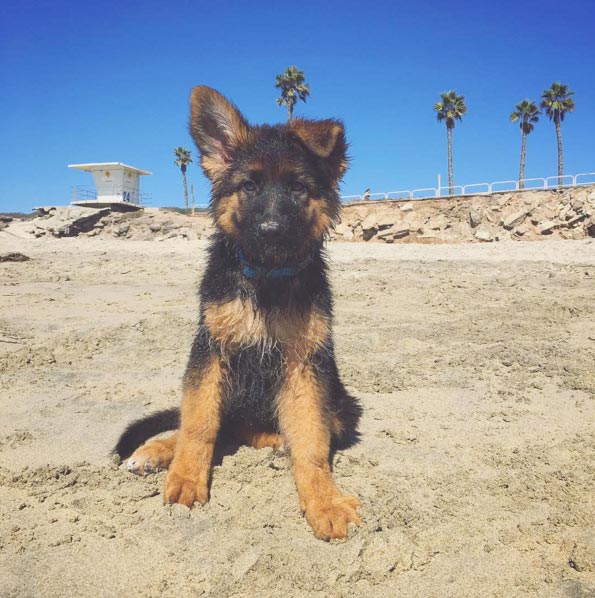 Dog on beach in Orange County