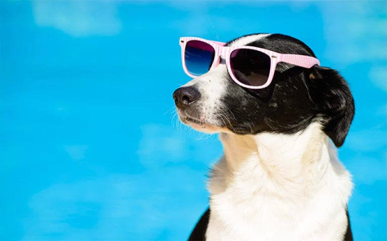 Image from A doggone good vacation on DogTrekker