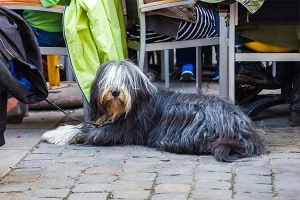 Perfect patios for pooches