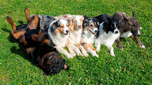 Several dogs together in a row on the grass