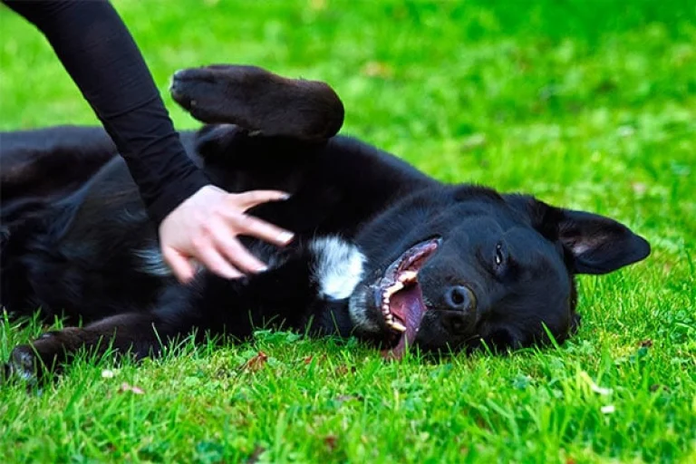 Image from Pamper your pooch on DogTrekker