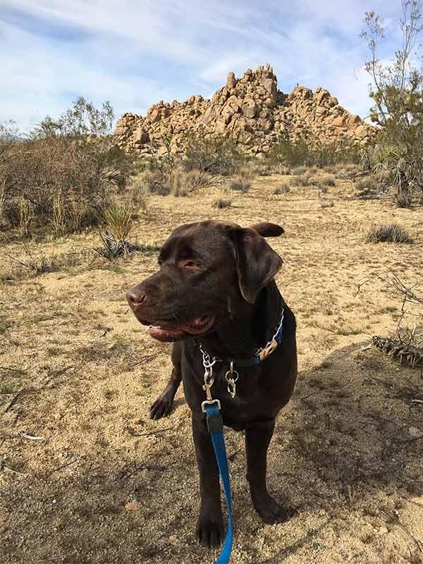 Dog on a trail in the California desert region