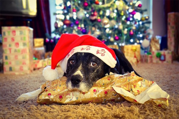 Dog on furry blanket with santa hat