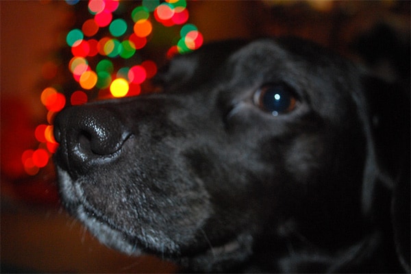 Black dog with holiday lights on head