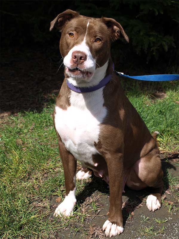 Brown and white dog at the Mendocino Coast Humane Society