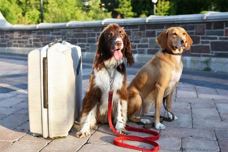 Image from Dog sitting vs. boarding on DogTrekker