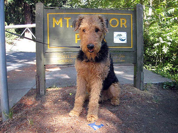 Airedale mix in ortland