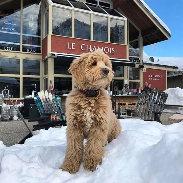 Image from Get some snowshine at Lake Tahoe on DogTrekker