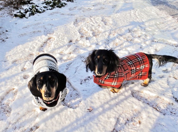 Dogs in snow with jackets