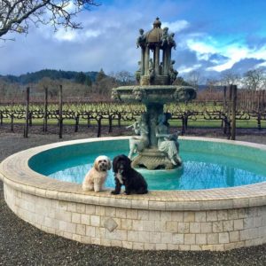 Dogs in fountain at a winery
