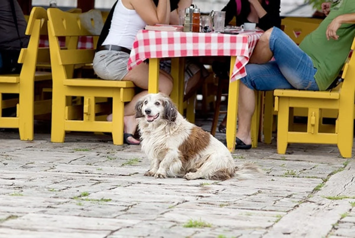 Image from Gourmet chow-downs with your pup on DogTrekker