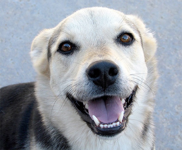 Dog smiling showing teeth