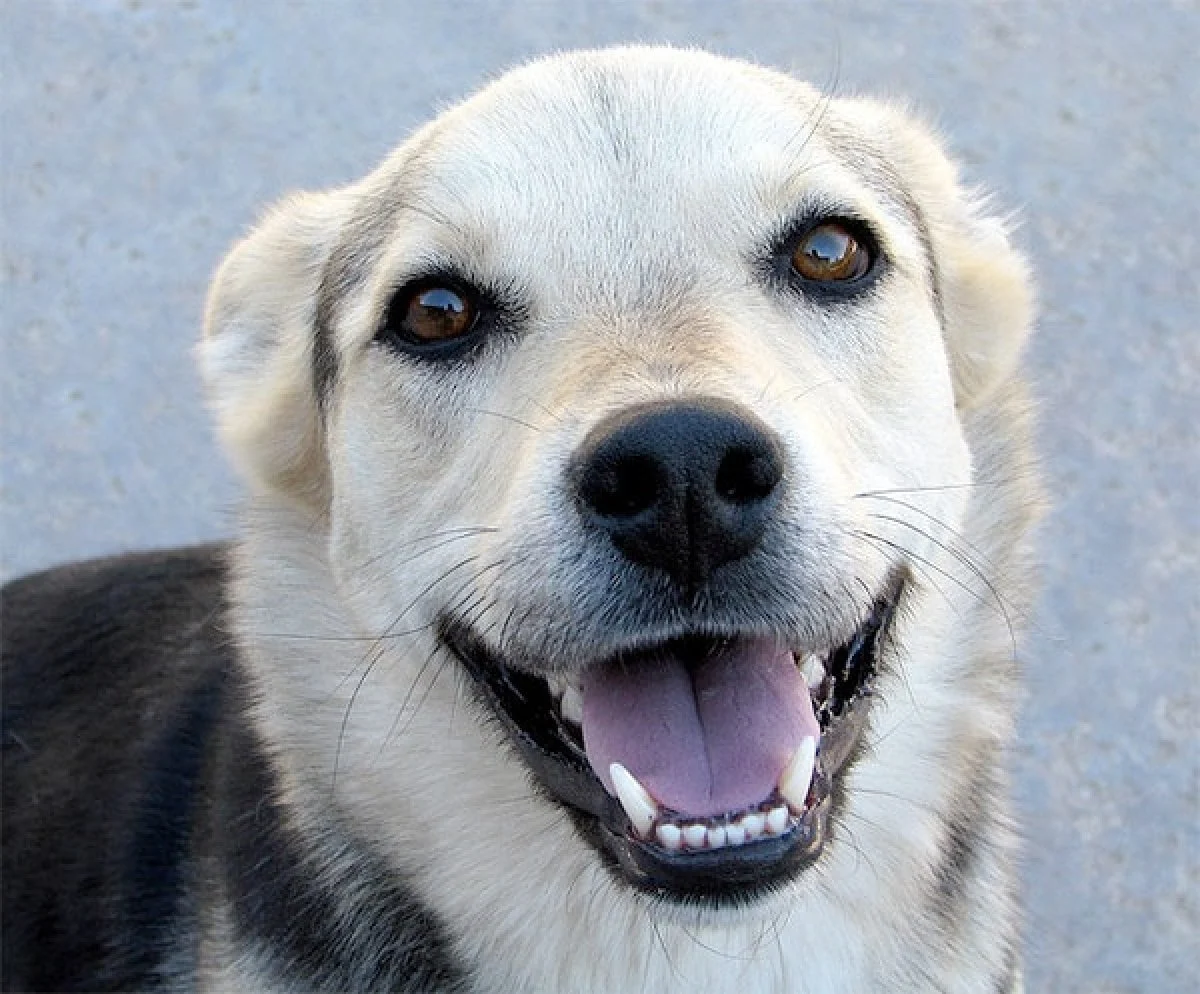 Image from Canine dental health on DogTrekker