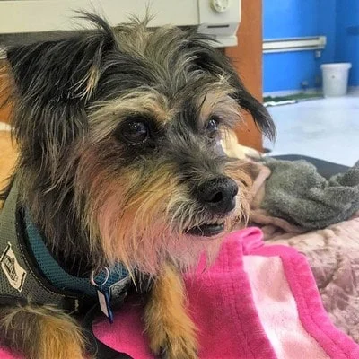 Image from Muttville senior dog rescue 2017 on DogTrekker