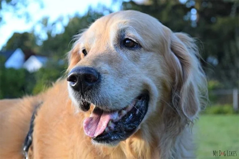 Image from Common questions about senior dogs on DogTrekker