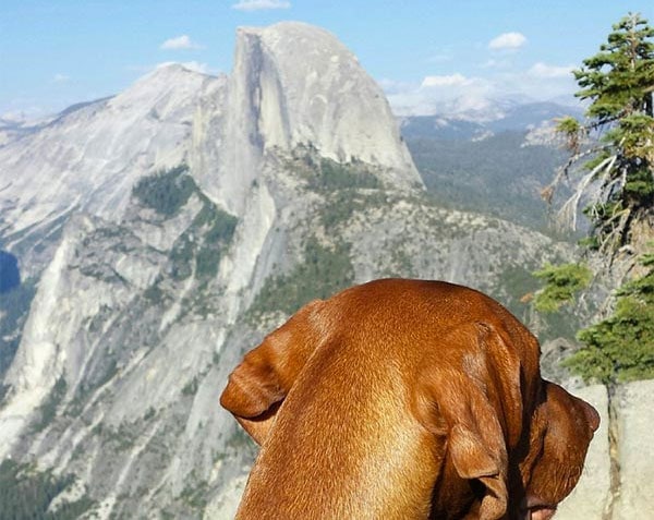 Dog high on a mountain in Yosemite