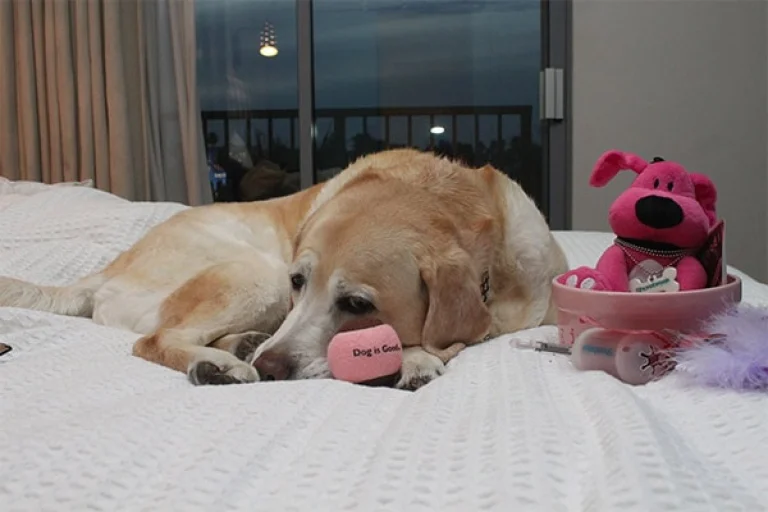 Image from HB Collection: dog-passionate hotels on DogTrekker