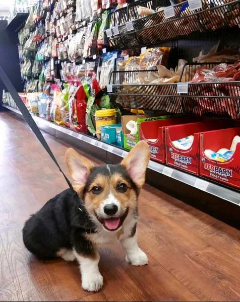 Image from Pawsome places to spoil your pup on DogTrekker