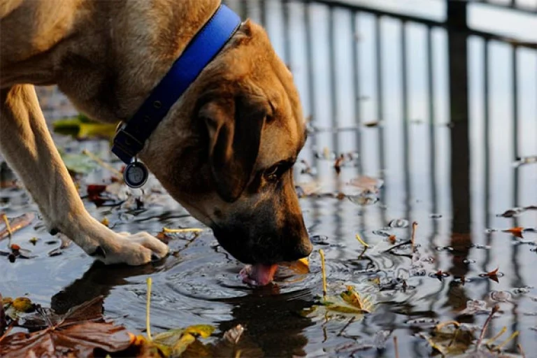 Image from Leptospirosis and your dog on DogTrekker