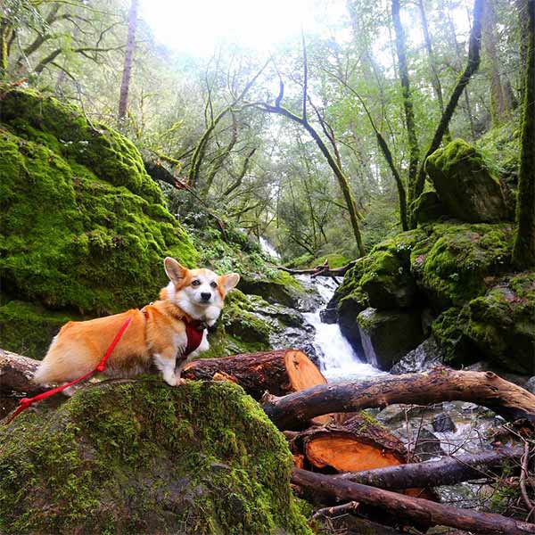 corgi stands on boulder in front of cataract falls