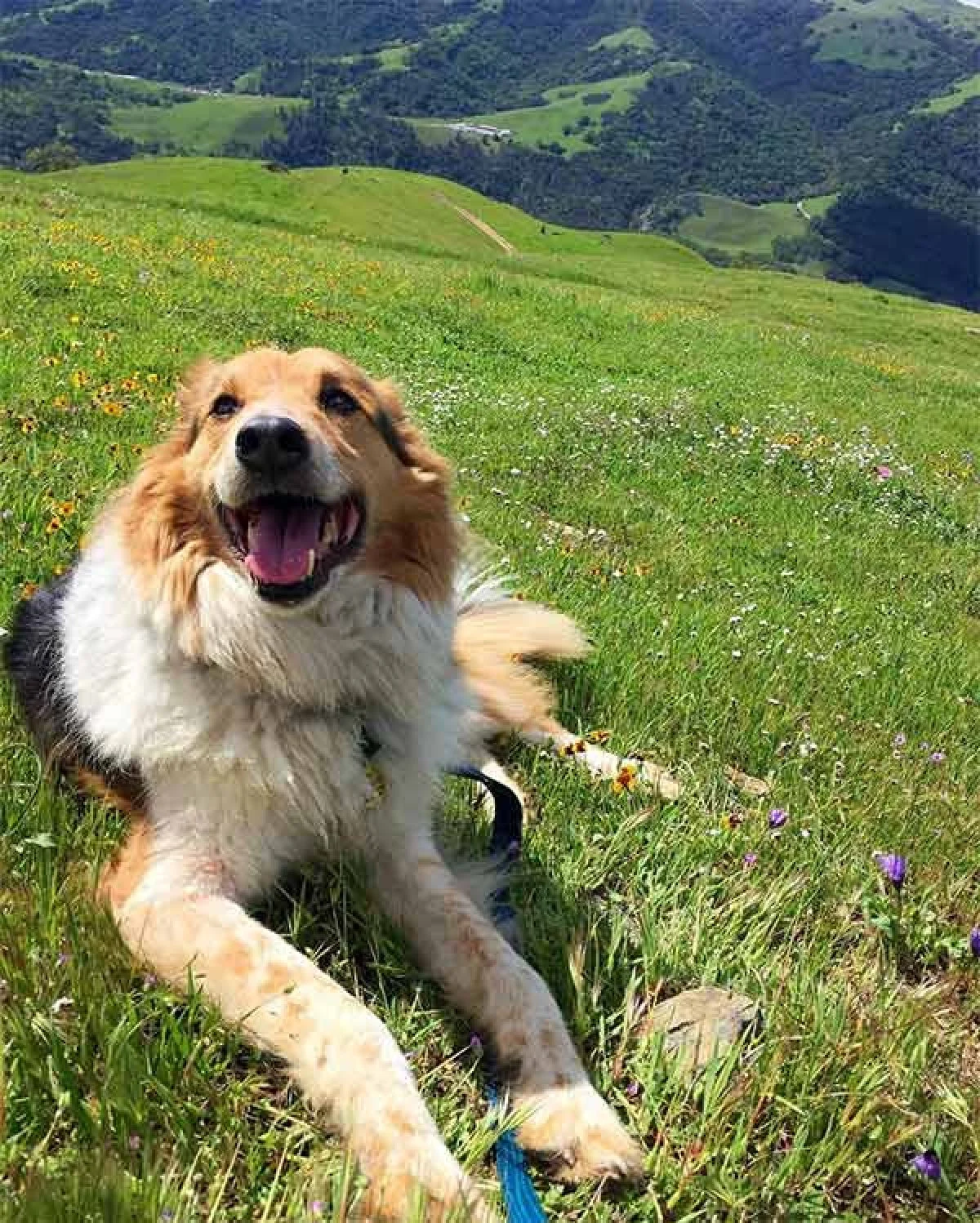 Image from Woof it up at little Yosemite on DogTrekker