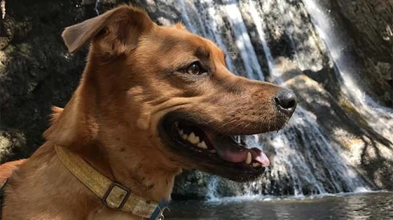 Image from Wet ‘n’ wild in socal on DogTrekker