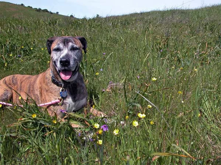 Image from Tick-borne disease on DogTrekker