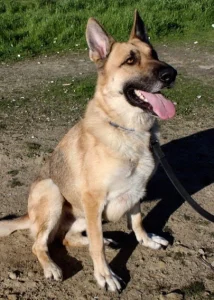 Bay Area German Shepherd rescue 2017