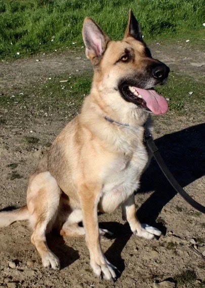 Image from Bay area german shepherd rescue 2017 on DogTrekker
