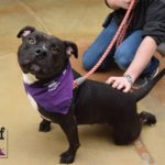 Sitting black dog with person kneeling to pet