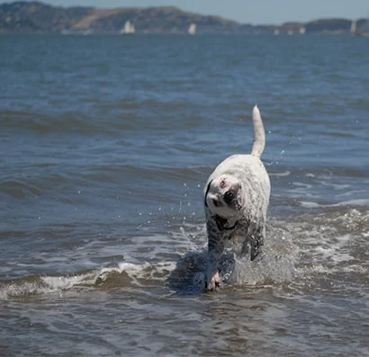 Image from Ear infections on DogTrekker