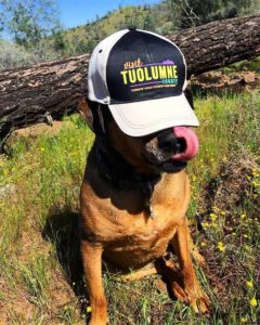 Dog with Yosemite hat on at the Tuolumne County north entrance