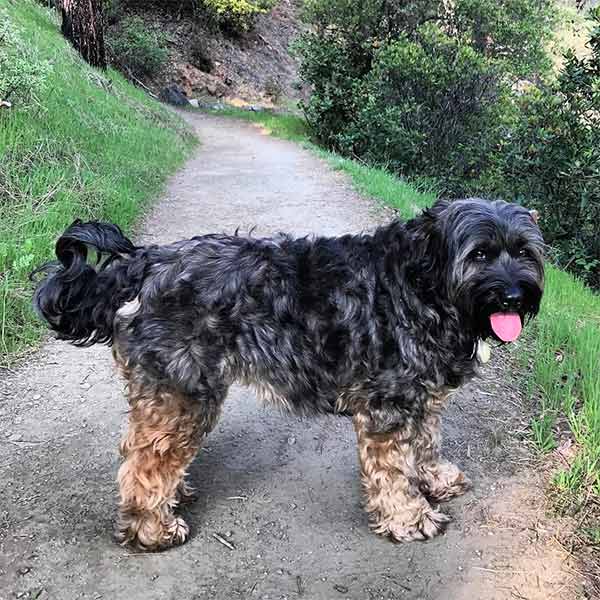 Dog on dog-friendly public lands trail